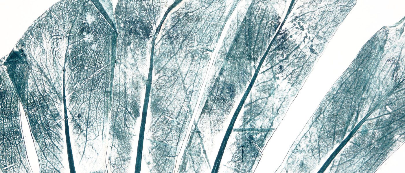 Stampe botaniche monstera Stampe botaniche monstera