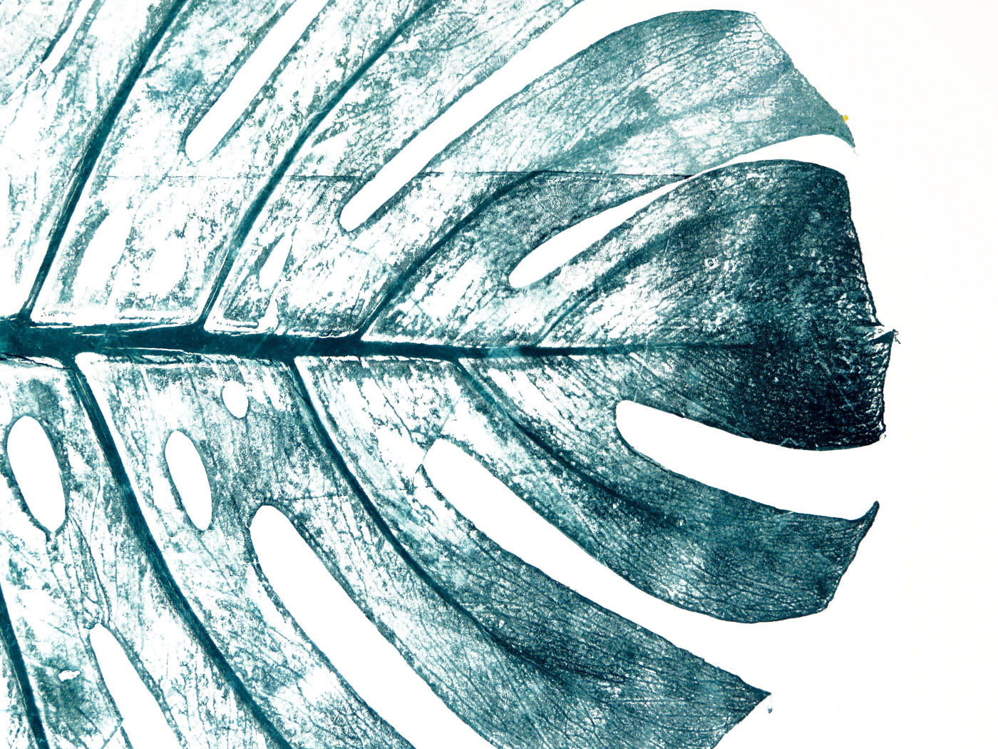 Stampe botaniche monstera