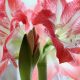 Amaryllis