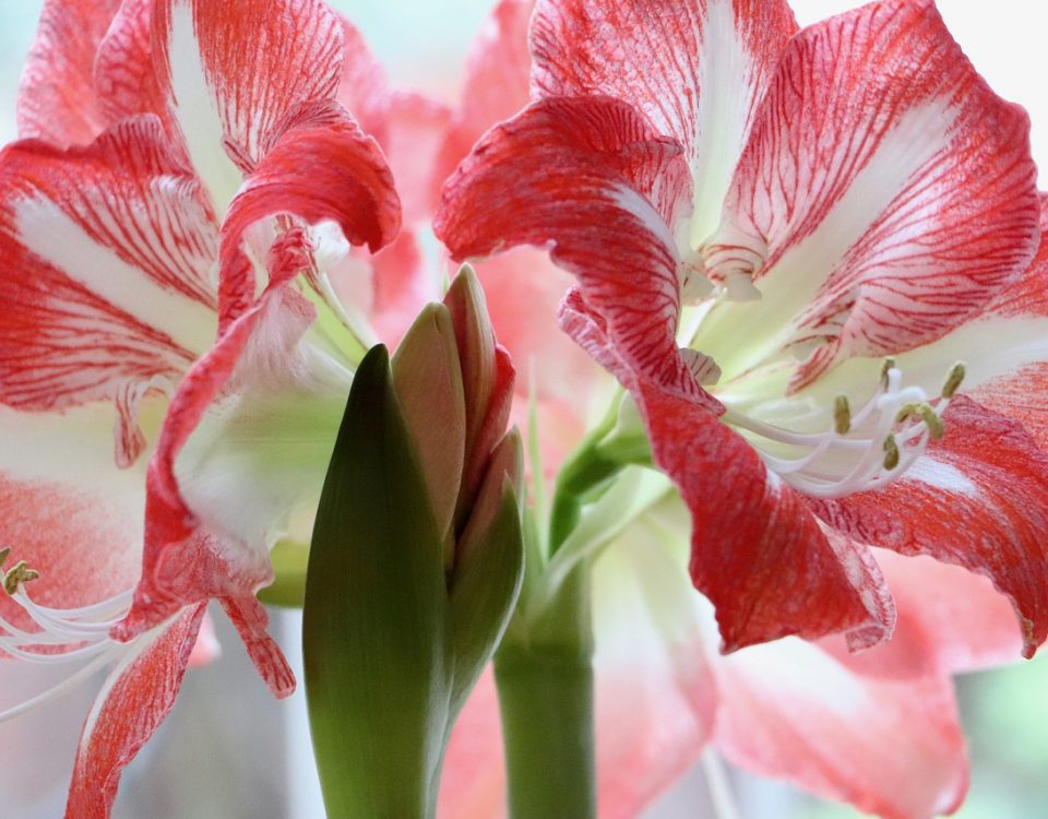 Amaryllis